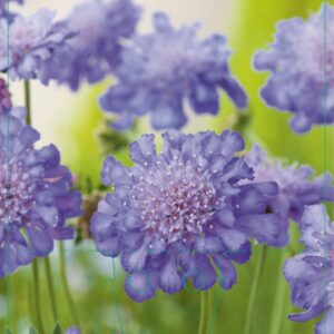 Scabiosa columbaria Butterfly Blue - P9