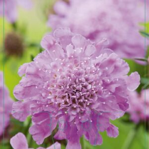 Scabiosa columbaria Pink Mist - P9