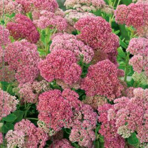 Sedum Herbstfreude - P9