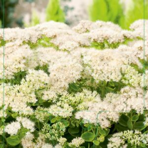 Sedum spectabile Stardust - P9