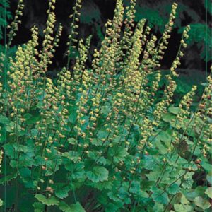 Tellima grandiflora - P9