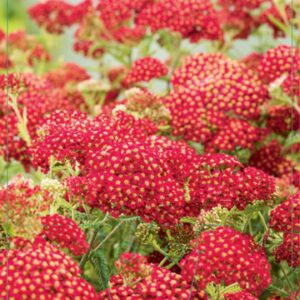 Achillea millefolium Paprika - P9