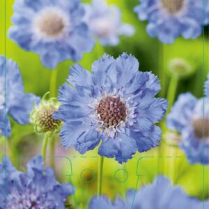 Scabiosa caucasica Perfecta - P9