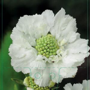 Scabiosa caucasica Perfecta Alba - P9