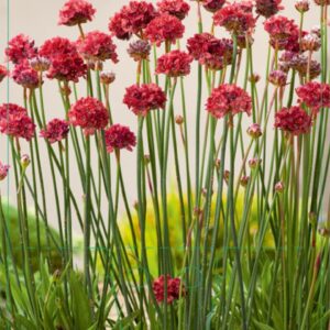 Armeria pseudoarmeria Ballerina Red - P9
