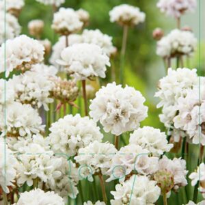 Armeria pseudarmeria Ballerina White - P9