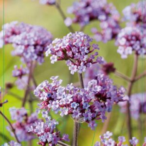 Verbena bonariensis Lollypop® - P9