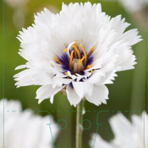 Catananche caerulea Alba - P9