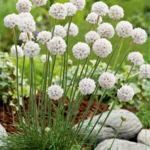 Armeria maritima Abbey White - P9