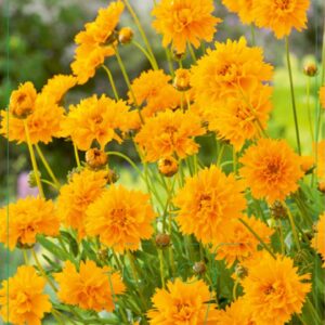 Coreopsis grandiflora Early Sunrise - P9
