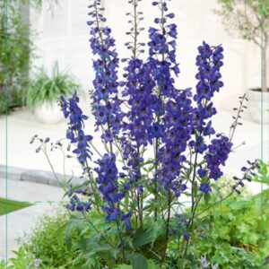 Delphinium (P) Black Knight - P9
