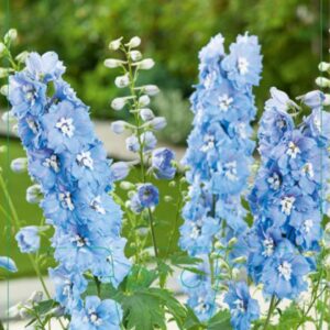 Delphinium (P) Blue Bird - P9