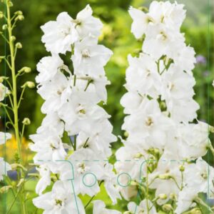 Delphinium (P) Galahad - P9