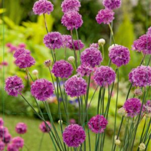 Armeria pseudarmeria Ballerina Lilac - P9
