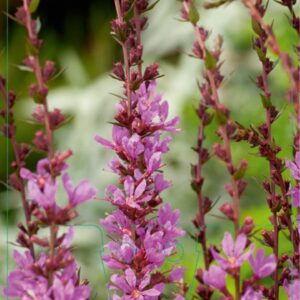 Lythrum virgatum Dropmore Purple - P9