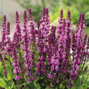Salvia nem. Rose Marvel - P9