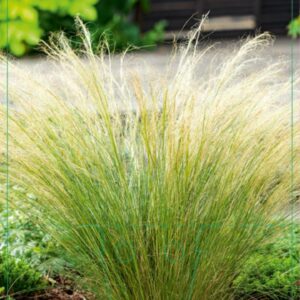 Stipa tenuissima Ponytails - P9