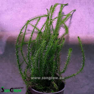 Mayaca fluviatilis