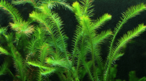 Mayaca fluviatilis.1