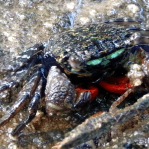 Perisesarma eumolpe-Monster