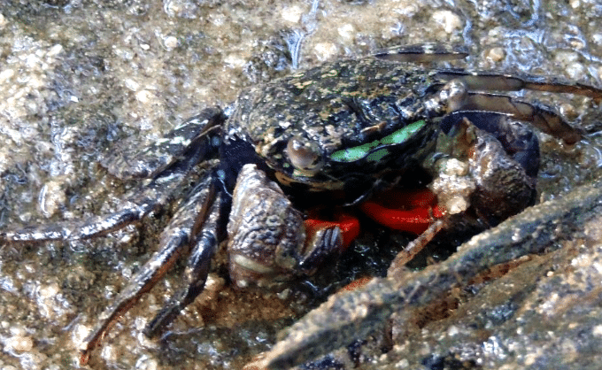 Perisesarma eumolpe-Monster 1 Perisesarma eumolpe Monster mangroovikrabi