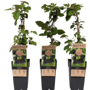 Rubus frut. Black Satin