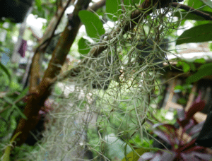 Spanish Moss Tillandsia usneoides