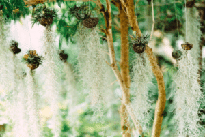 Spanish moss