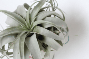 Tillandsia 