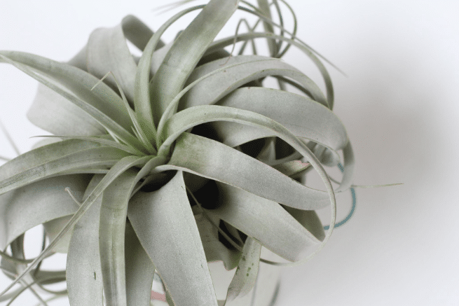 Tillandsia 10 kõige populaarsemat Tillandsia liiki