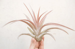 Tillandsia Capitata Peach