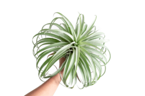 Tillandsia Capitata Silver Rose