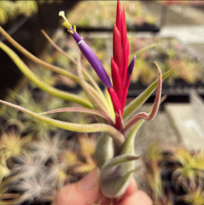 Tillandsia Caput Medusaeby