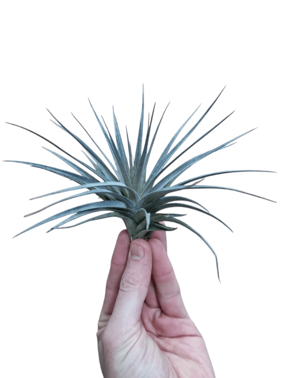 Tillandsia Concolor 1 Tillandsia Concolor