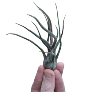 Tillandsia Pruinosa Red