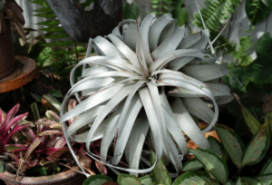 Tillandsia Xerographica
