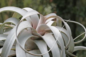 Tillandsia Xerographica.1