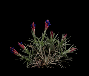 Tillandsia aeranthos