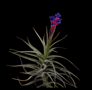 Tillandsia aeranthos.1 