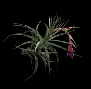 Tillandsia aeranthos.2 