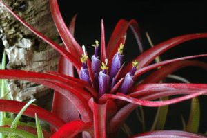 Tillandsia brachycaulos