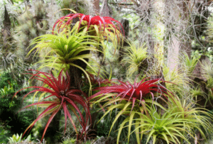 Tillandsia brachycaulos.1