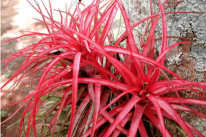 Tillandsia brachycaulos.2