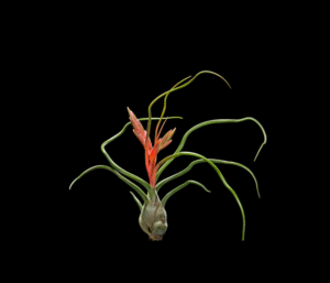 Tillandsia bulbosa