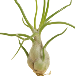 Tillandsia bulbosa.1 
