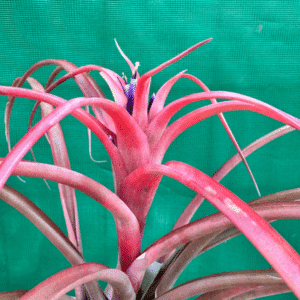 Tillandsia capitata 'Pink' ex. NR
