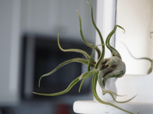 Tillandsia caput medusae