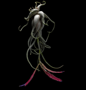 Tillandsia caput medusae.2