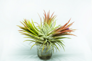 Tillandsia ionantha.