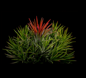 Tillandsia ionantha.1
